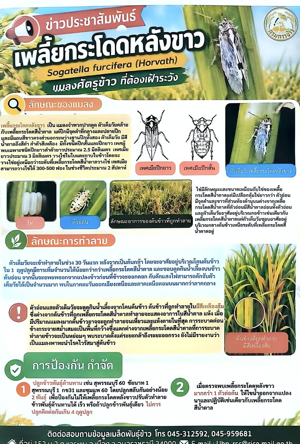 จดหมายข่าวประชาสัมพันธ์ องค์การบริหารส่วนตำบลนาคำใหญ่  เรื่อง เพลี้ยกระโดดหลังขาว Sogatella furcifera (Horvath) แมลงศัตรูข้าว ที่ต้องเฝ้าระวัง