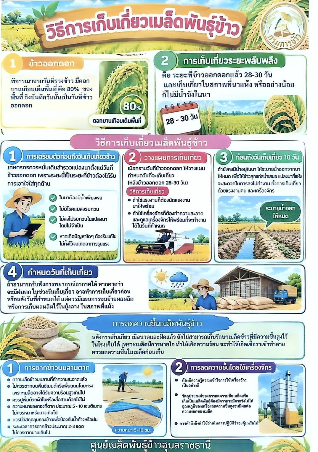 ข่าวประชาสัมพันธ์องค์การบริหารส่วนตำบลนาคำใหญ่ เรื่อง วิธีการเก็บเกี่ยวเมล็ดพันธุ์ข้าว